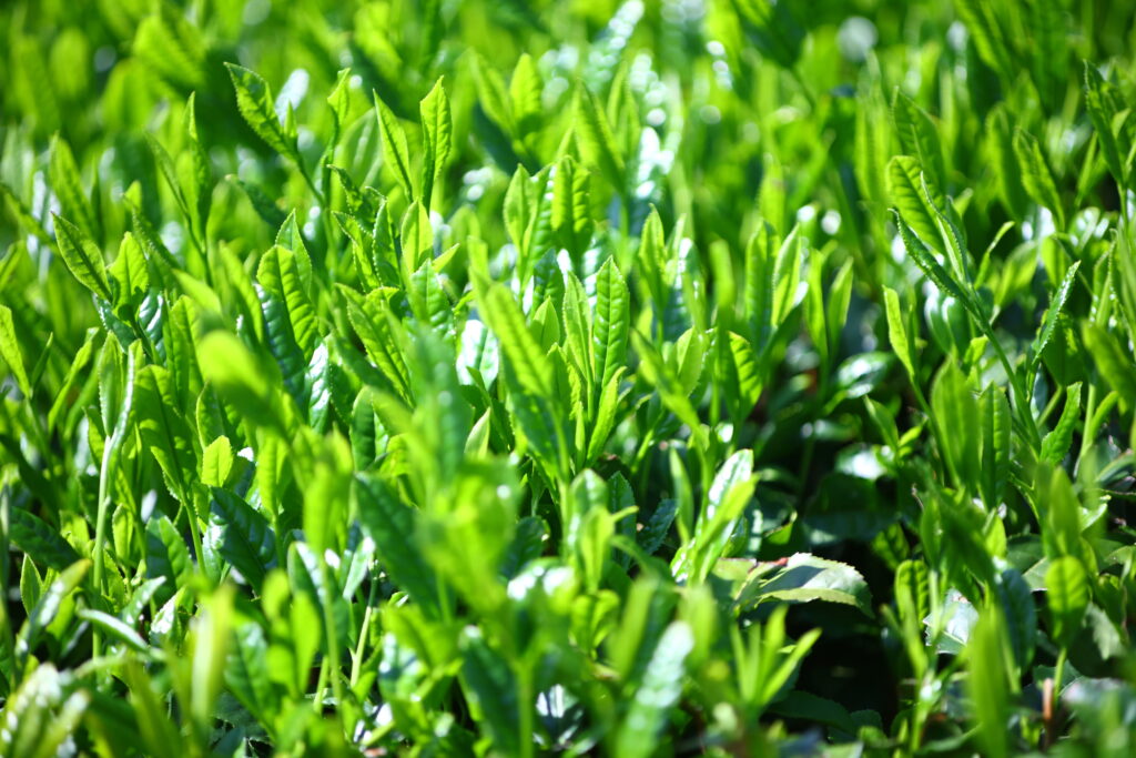 美しく上質な、お茶の新芽。