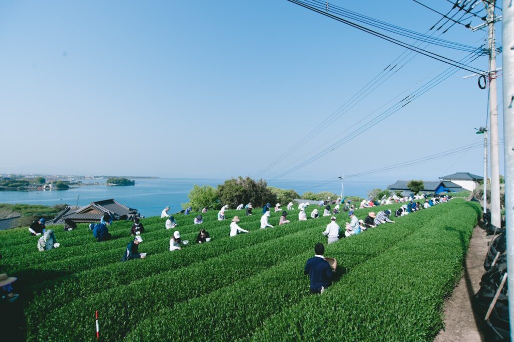 海の見える茶畑で新茶の季節に行われる、お茶の手摘みの風景。